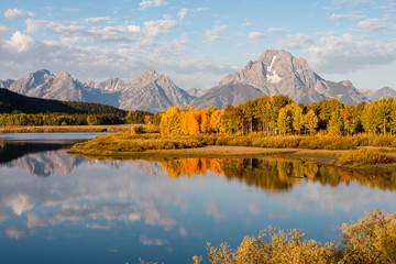 A stand of colorful trees in front of Mt. Moran and the Teton range reflected in morning light at...