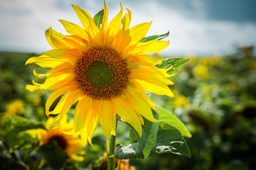 sunflower backlit by the sun 