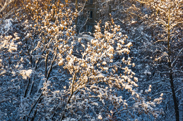 Rowan tree with red berries in the snow