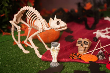 the bony skeleton of a dead cat. a living animal. Halloween home decorations for trick or treat with nobody