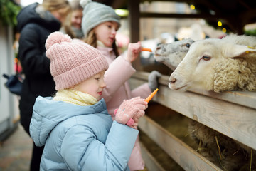 Two cute young sisters having fun feeding sheep in a small petting zoo on traditional Christmas market in Riga, Latvia. Happy winter activities for kids.