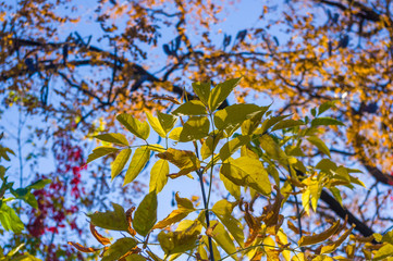 Autumn urban landscape on a Sunny day - yellow autumn trees in the Park, colorful red and orange leaves, and bright sky with clouds