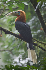 Beautiful adult male Rufous-necked hornbill (Aceros nipalensis), high angle  view,  side shot,  perching on the branch covered with moss in tropical moist montane forest, northern of Thailand.