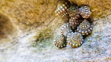 cluttered snails on rocks