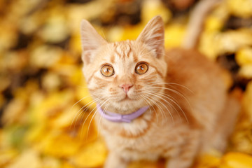 Lovely fluffy cat sitting in fallen autumn leaves in the park. Ginger cute kitten in fall forest. Pets, seasons, cozy autumn weekend, cold weather concept. Friend of human. Autumn arrives.
