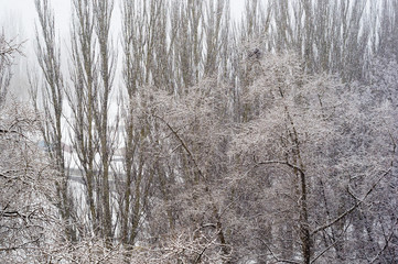 Winter urban frosty landscape - snow covered trees on foggy background