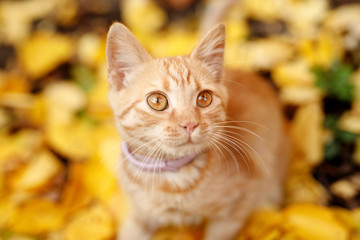 Naklejka na ściany i meble Lovely fluffy cat sitting in fallen autumn leaves in the park. Ginger cute kitten in fall forest. Pets, seasons, cozy autumn weekend, cold weather concept. Friend of human. Autumn arrives.