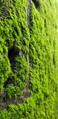 moss in the stone wall