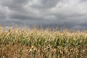 Field of corn on fall