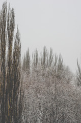 Winter urban frosty landscape - snow covered trees on foggy background