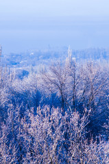 Winter urban frosty landscape - snow covered trees on foggy background