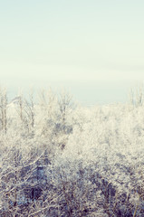 Winter urban frosty landscape - snow covered trees on foggy background