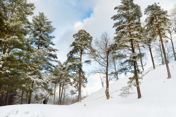Beautiful view of snow covered forest. Rime ice and hoar frost covering trees. Chilly winter day. Winter landscape near Vilnius, Lithuania.