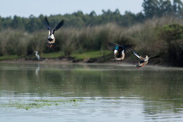 Pair of Brazilian Teal ducks taking flight on shore of the pond