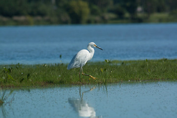 Great White Egret bird walking on the river coast in search of food.