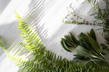 Greenery herbs on marble background 