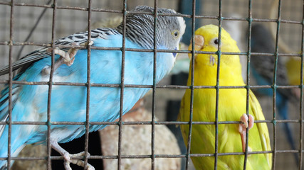 Two budgerigars interacting gripping the grill of their cage,Mysuru,India