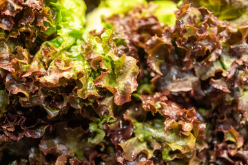 Lettuce and cabbage at the market