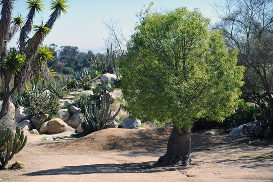 tree in a dessert