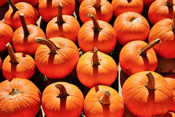 Display of round orange pumpkins at the farmers market in the fall