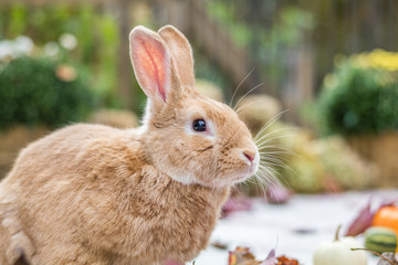 Rufus rabbit surrounded by colorful fall leaves, pumpkins and mums, fall scene