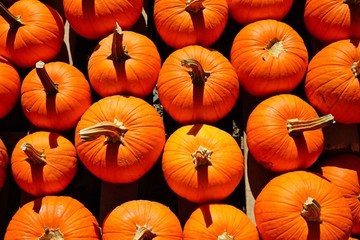 Display of round orange pumpkins at the farmers market in the fall