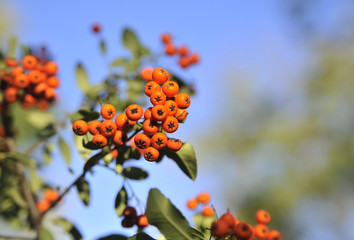 Ripe rowanberry on autumn background.