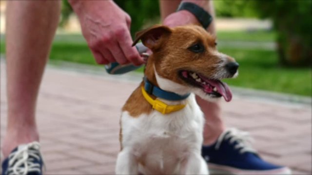 Young man stands on the street with his attractive Terrier dog on a Yellow leash.