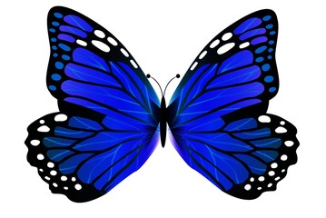 butterfly isolated on white background