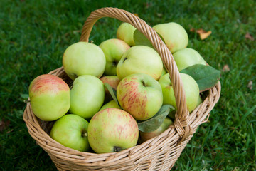 Harvest of ripe apples in a basket on the grass