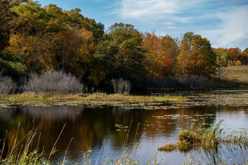 Fototapeta premium Beautiful Minnesota lake in fall, with trees, lily pads, and reeds on a sunny autumn day. Taken in Marine on St Croix MN