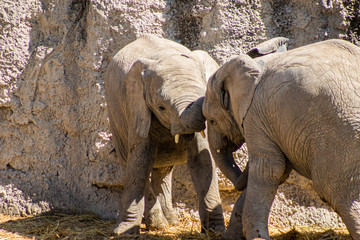 Obraz premium boys will be boys