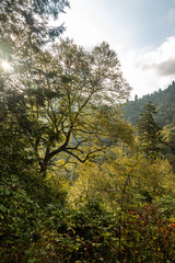 Fototapeta na wymiar Great Smoky Mountains National Park