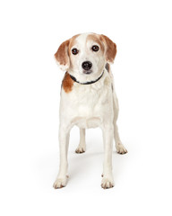 Beagle Crossbreed Dog Standing Facing Forward
