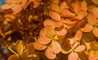 Hortensja bukietowa, Hydrangea paniculata
