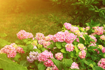 Pink hydrangea flowers bush and natural leaves green background