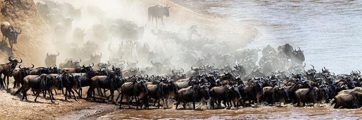 Dusty Scene of Wildebeest Crossing Mara River - obrazy, fototapety, plakaty