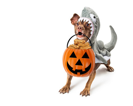 Dog In Shark Halloween Costume Trick-or-Treat