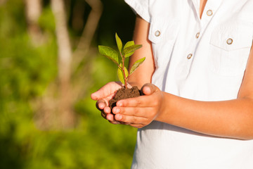 Child hands holding a tree sapling.