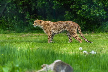 Cheetah animal wildlife reservation natural life nature