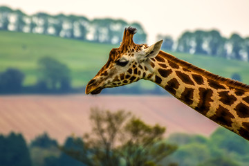 Giraffe animal wildlife reservation natural life nature