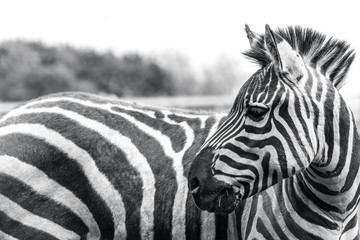 Fototapeta na wymiar Zebra animal wildlife reservation natural life nature