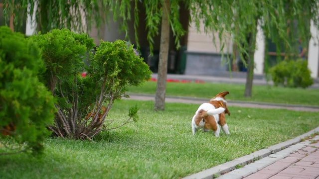 Young attractive Terrier dog running on the street.