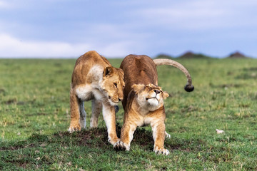 Two African Lioness Together Stretching