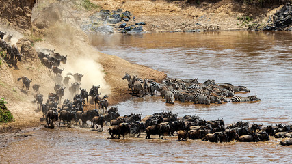 Wildebeest and Zebra Migration Crossing Mara River