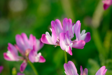Astragalus pink flower close up