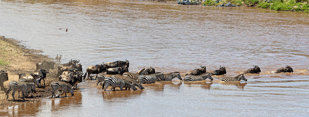 Zebra and Wildebeest Together Crossing Mara River
