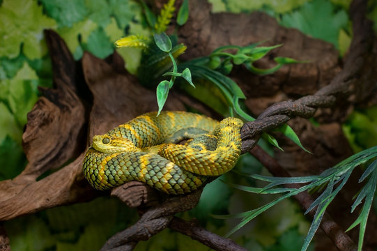 3D file Snake bush viper- Atheris-hispida 🐍・Template to download