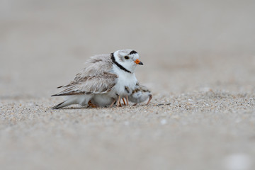 Three Piping Plover hatchlings seek shelter under their mother.