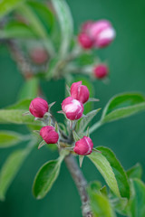 Apple flower bud is red